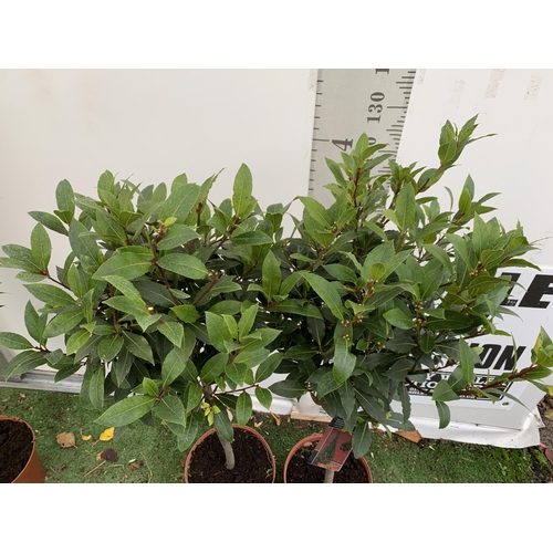 72 - A PAIR OF STANDARD KITCHEN BAY TREES 'LAURUS NOBILIS' IN 10 LTR POTS APPROX 150CM IN HEIGHT TO BE SO... 