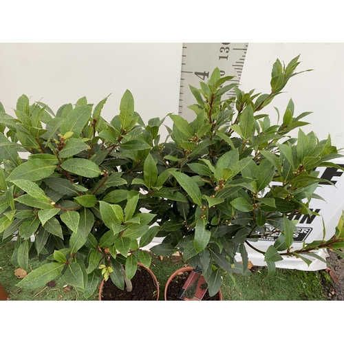 72 - A PAIR OF STANDARD KITCHEN BAY TREES 'LAURUS NOBILIS' IN 10 LTR POTS APPROX 150CM IN HEIGHT TO BE SO... 