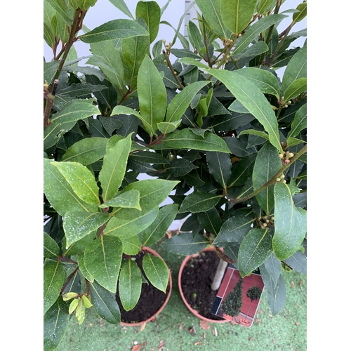 72 - A PAIR OF STANDARD KITCHEN BAY TREES 'LAURUS NOBILIS' IN 10 LTR POTS APPROX 150CM IN HEIGHT TO BE SO... 