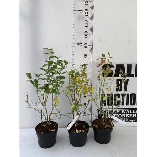 78 - THREE BLUEBERRY FRUIT VACCINIUM BLUECROP BUSHES IN 3 LTR POTS. APPROX 70CM IN HEIGHT NO VAT. TO BE S... 