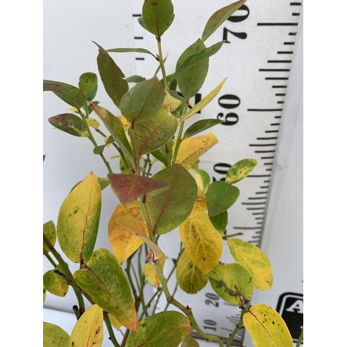 78 - THREE BLUEBERRY FRUIT VACCINIUM BLUECROP BUSHES IN 3 LTR POTS. APPROX 70CM IN HEIGHT NO VAT. TO BE S... 