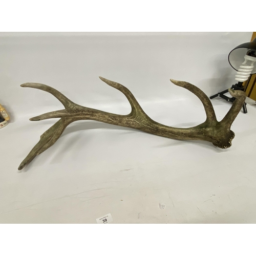 39 - A LARGE SEVEN POINT ANTLER