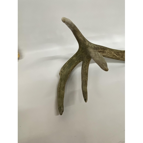 39 - A LARGE SEVEN POINT ANTLER