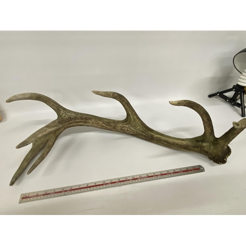 39 - A LARGE SEVEN POINT ANTLER