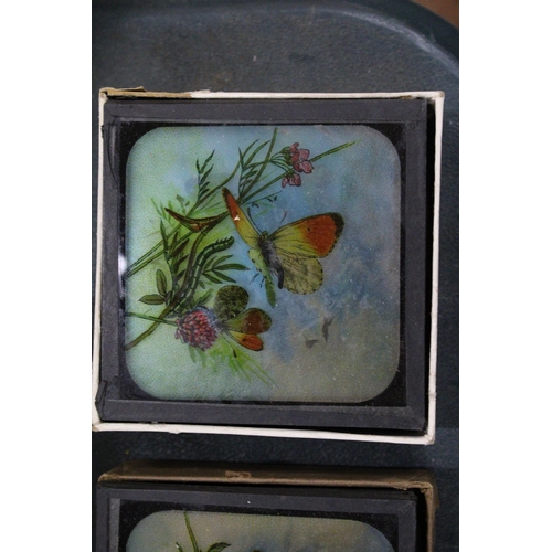 223 - THREE BOXES OF COLOURED LANTERN SLIDES TO INCLUDE LIFE IN AFRICA AND TWO OF BUTTERFLIES AND MOTHS