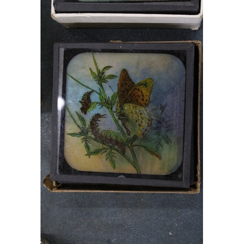 223 - THREE BOXES OF COLOURED LANTERN SLIDES TO INCLUDE LIFE IN AFRICA AND TWO OF BUTTERFLIES AND MOTHS