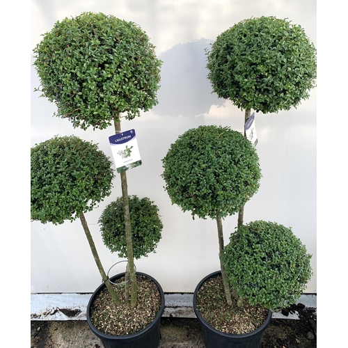 1 - A PAIR OF LIGUSTRUM JONANDRUM TRIOBA POM POM TREES APPROX 190CM TALL IN A 35 LITRE POT. TO BE SOLD F... 