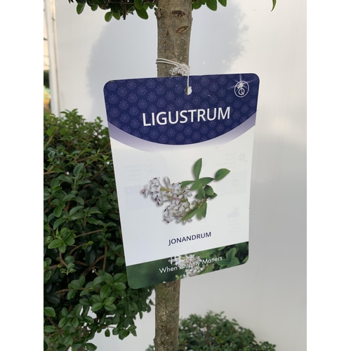 1 - A PAIR OF LIGUSTRUM JONANDRUM TRIOBA POM POM TREES APPROX 190CM TALL IN A 35 LITRE POT. TO BE SOLD F... 