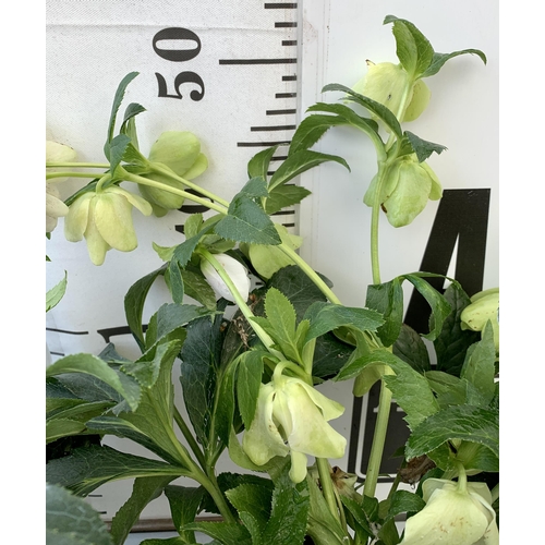 12 - TWO HELLEBOROUS ORIENTALIS IN THREE LITRE POTS 50CM TALL TO BE SOLD FOR THE TWO