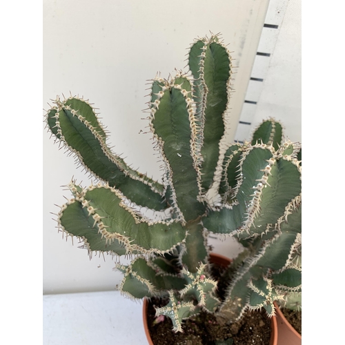 47 - TWO CACTUS HOUSE PLANTS IN 2 LTR POTS APPROX 50CM TALL. TO BE SOLD FOR THE TWO