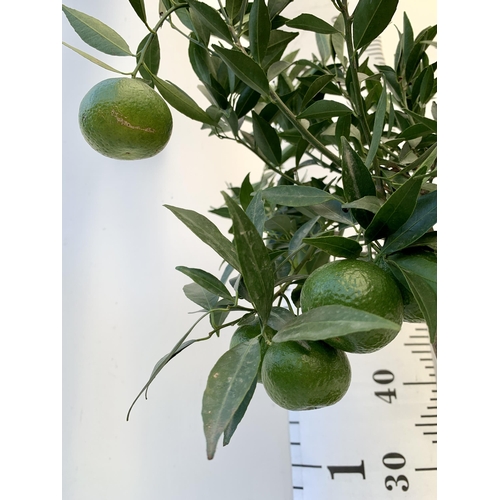 51 - ONE MANDARINO CITRUS FRUIT TREE WITH FRUIT. APPROX 90CM IN HEIGHT IN A 7 LTR POT. NO VAT