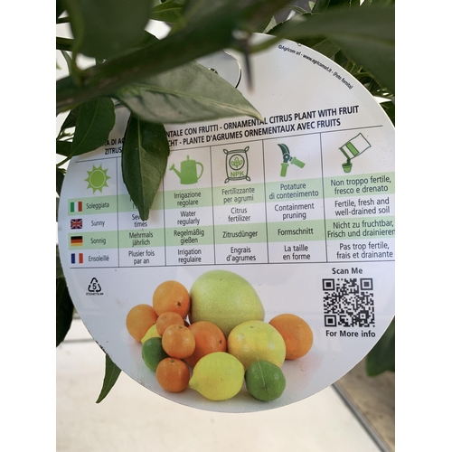 51 - ONE MANDARINO CITRUS FRUIT TREE WITH FRUIT. APPROX 90CM IN HEIGHT IN A 7 LTR POT. NO VAT