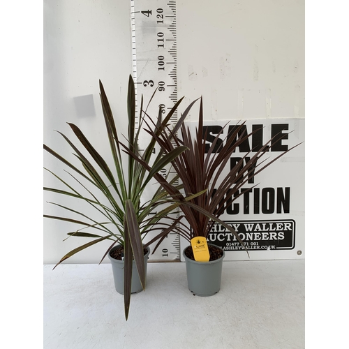 60 - TWO CORDYLINE AUSTRALIS IN RED AND GREEN IN 2 LTR POTS. APPROX 80-90CM IN HEIGHT TO BE SOLD FOR THE ... 