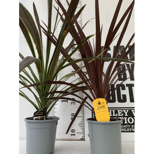 60 - TWO CORDYLINE AUSTRALIS IN RED AND GREEN IN 2 LTR POTS. APPROX 80-90CM IN HEIGHT TO BE SOLD FOR THE ... 