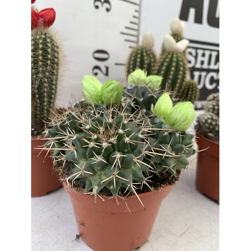 63 - FOUR ORNAMENTAL CACTUS HOUSE PLANTS IN 8CM POTS. APPROX 20-30CM TALL TO BE SOLD FOR THE FOUR