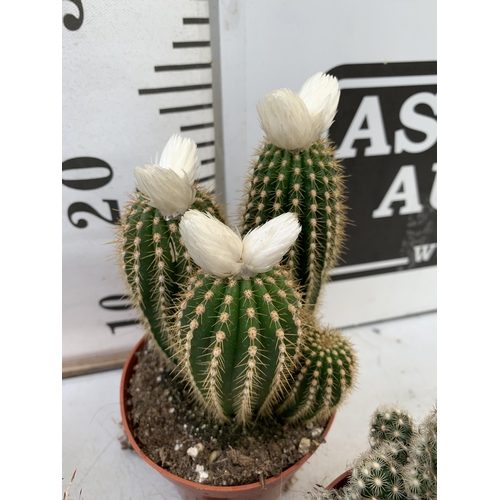 63 - FOUR ORNAMENTAL CACTUS HOUSE PLANTS IN 8CM POTS. APPROX 20-30CM TALL TO BE SOLD FOR THE FOUR