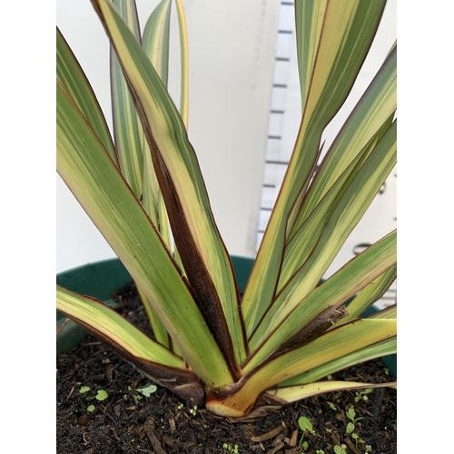 71 - TWO LARGE PHORMIUM TENAX 'RAINBOW QUEEN' AND 'TRICOLOUR' APPROX 60CM IN HEIGHT IN 5 LTR POTS TO BE S... 