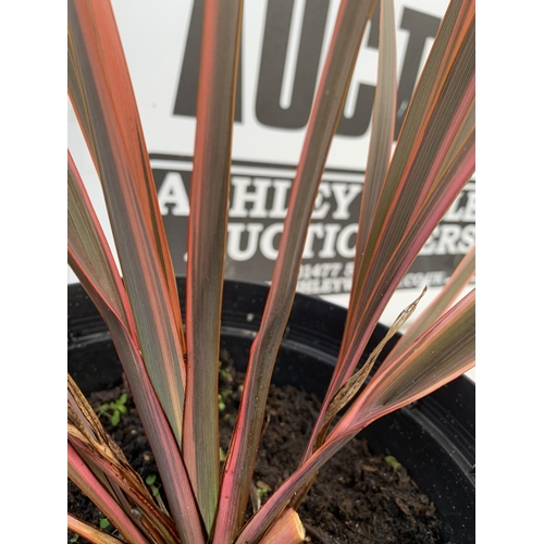 71 - TWO LARGE PHORMIUM TENAX 'RAINBOW QUEEN' AND 'TRICOLOUR' APPROX 60CM IN HEIGHT IN 5 LTR POTS TO BE S... 