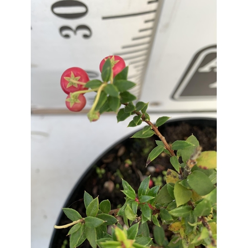 73 - TWO PERNETTYA GAULTHERIA MURONATA 'MULBERRY WINE' IN 7 LTR POTS. WITH LARGE DARK PINK ROUND BERRIES,... 