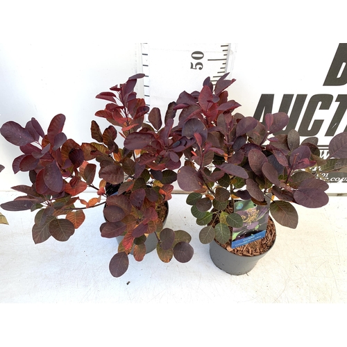 76 - TWO COTINUS COGGYGRIA 'ROYAL PURPLE' SMOKE BUSH IN 3 LTR POTS APPROX 50CM IN HEIGHT TO BE SOLD FOR T... 