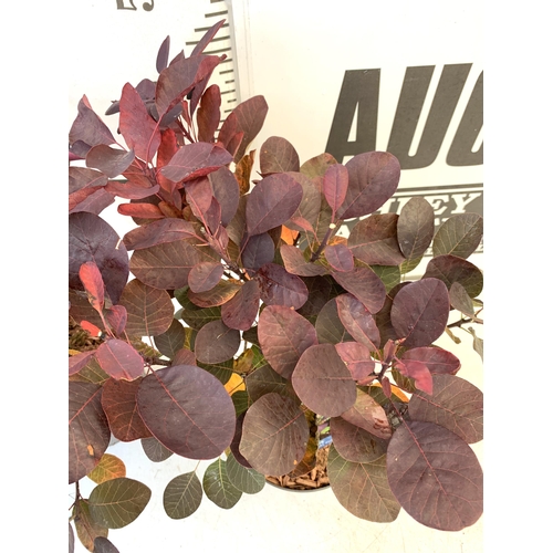 76 - TWO COTINUS COGGYGRIA 'ROYAL PURPLE' SMOKE BUSH IN 3 LTR POTS APPROX 50CM IN HEIGHT TO BE SOLD FOR T... 