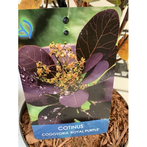 76 - TWO COTINUS COGGYGRIA 'ROYAL PURPLE' SMOKE BUSH IN 3 LTR POTS APPROX 50CM IN HEIGHT TO BE SOLD FOR T... 