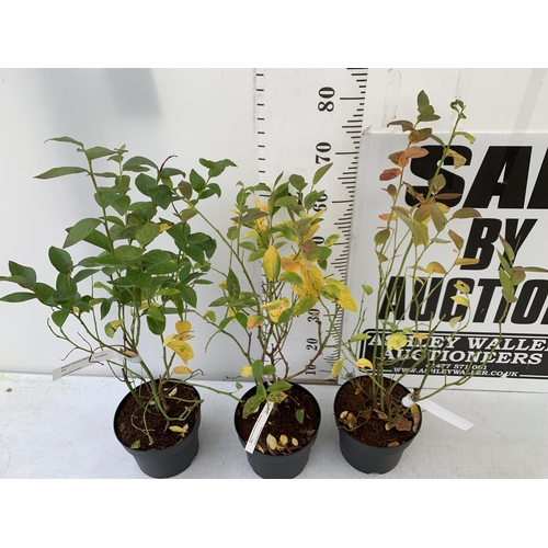 78 - THREE BLUEBERRY FRUIT VACCINIUM BLUECROP BUSHES IN 3 LTR POTS. APPROX 70CM IN HEIGHT NO VAT. TO BE S... 