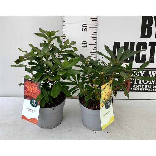 91 - TWO AZALEA MOLLIS ONE 'NABUCCO' IN RED AND ONE 'LUTEUM' IN YELLOW IN 2 LTR POTS. APPROX 40-50CM IN H... 