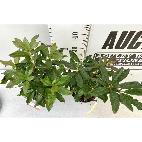 91 - TWO AZALEA MOLLIS ONE 'NABUCCO' IN RED AND ONE 'LUTEUM' IN YELLOW IN 2 LTR POTS. APPROX 40-50CM IN H... 