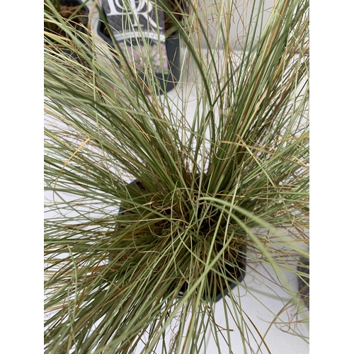 69 - FIVE ORNAMENTAL GRASSES- THREE CAREX 'PRAIRIE FIRE' AND 'EVEREST' AND 'FROSTED CURLS', ONE PENNISETU... 