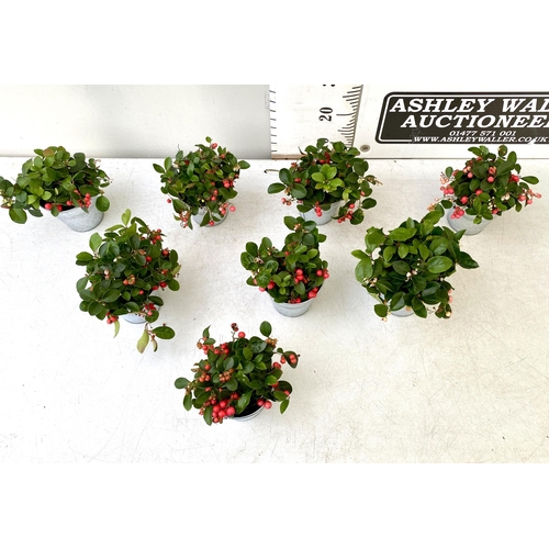 10 - EIGHT GAULTHERIA PERNYETTAS COVERED IN BERRIES IN DECORATIVE ALUMINIMUM PAILS. APPROX 25CM IN HEIGHT... 