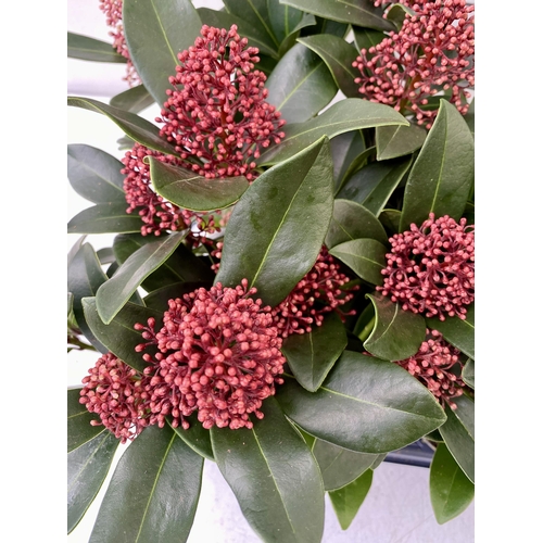 11 - EIGHTEEN RED SKIMMIA JAPONICA PLANTS IN 7CM POTS. APPROX 30CM IN HEIGHT TO BE SOLD FOR THE EIGHTEEN