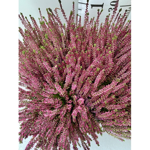 16 - EIGHT PINK HEATHER PLANTS IN 10CM POTS ON A TRAY. APPROX 30-40CM IN HEIGHT TO BE SOLD FOR THE EIGHT