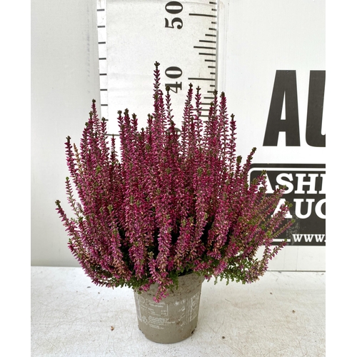 16 - EIGHT PINK HEATHER PLANTS IN 10CM POTS ON A TRAY. APPROX 30-40CM IN HEIGHT TO BE SOLD FOR THE EIGHT