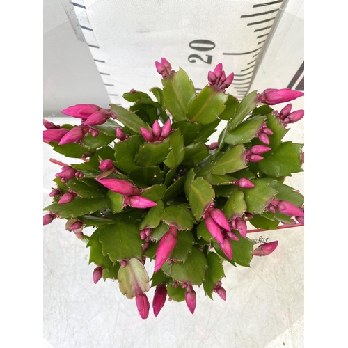 18 - EIGHT CHRISTMAS CACTUS SCHLUMBERGERA IN MIXED COLOURS. APPROX 30CM IN HEIGHT ON A TRAY IN 1.5 LTR PO... 