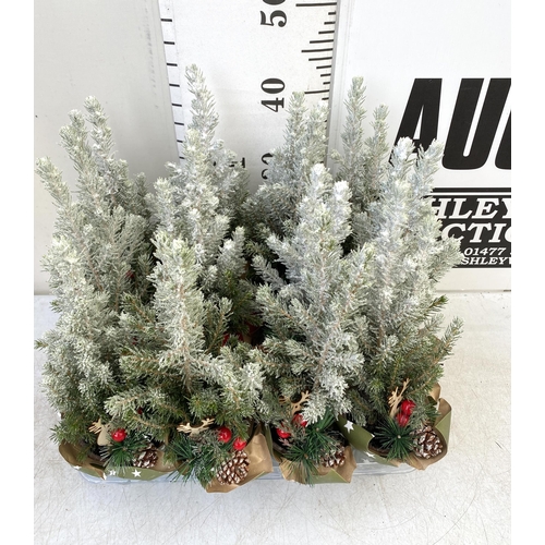 20 - TWELVE CHRISTMAS CONIFER PLANTS GIFT WRAPPED WITH CHRISTMAS ACCESSORIES. APPROX 40CM IN HEIGHT ON A ... 