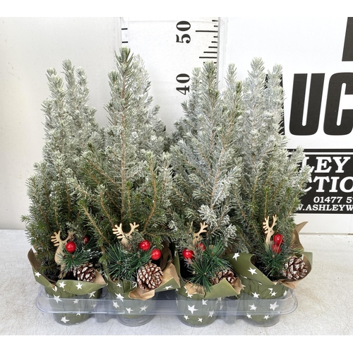 20 - TWELVE CHRISTMAS CONIFER PLANTS GIFT WRAPPED WITH CHRISTMAS ACCESSORIES. APPROX 40CM IN HEIGHT ON A ... 