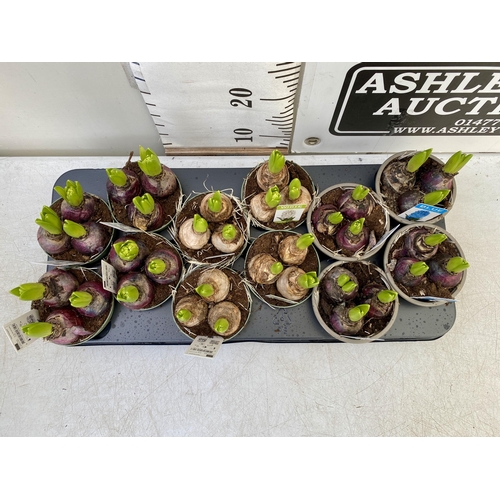 227 - TWELVE MIXED COLOUR HYACINTH BULBS IN 9CM POTS. CARDED, ON A TRAY TO BE SOLD FOR THE TWELVE