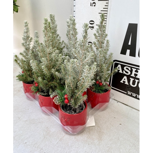 32 - EIGHT CHRISTMAS CONIFERS WITH CHRISTMAS DEER, BERRIES AND FIR CONES ACCESSORIES IN RED CERAMIC DEER ... 