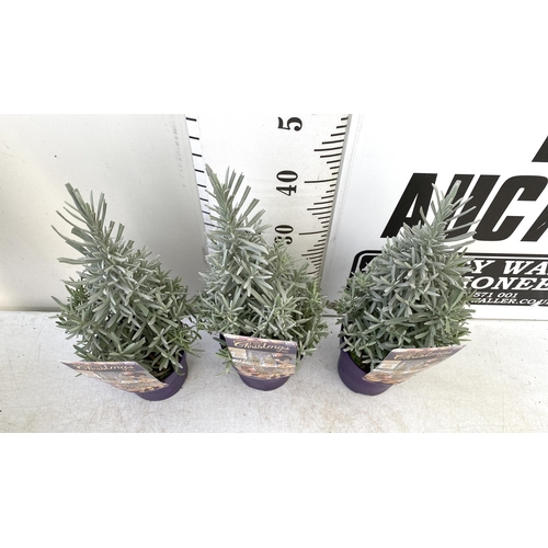 34 - THREE LAVENDER CHRISTMAS TREE PLANTS APPROX 50CM IN HEIGHT. IN 2 LTR POTS, TO BE SOLD FOR THE THREE