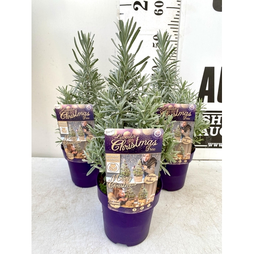 34 - THREE LAVENDER CHRISTMAS TREE PLANTS APPROX 50CM IN HEIGHT. IN 2 LTR POTS, TO BE SOLD FOR THE THREE