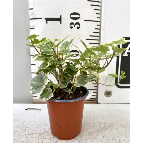 36 - EIGHTEEN VARIEGATED TRAILING IVY PLANTS IN 6CM POTS ON A TRAY. TO BE SOLD FOR THE EIGHTEEN