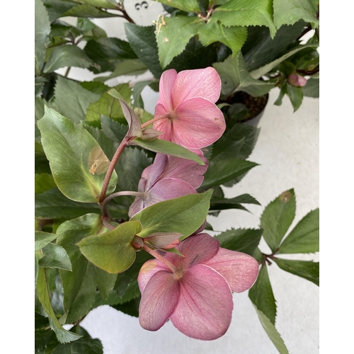 38 - THREE LARGE DARK PINK HELLEBORES 'ICE AND ROSE' IN 2 LTR POTS. APPROX 60CM IN HEIGHT IN FULL BLOOM. ... 