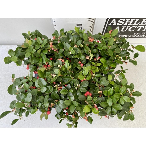 39 - EIGHT GAULTHERIA PERNYETTAS COVERED IN BERRIES IN DECORATIVE ALUMINIMUM PAILS. APPROX 25CM IN HEIGHT... 