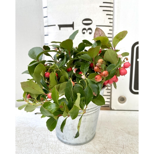 39 - EIGHT GAULTHERIA PERNYETTAS COVERED IN BERRIES IN DECORATIVE ALUMINIMUM PAILS. APPROX 25CM IN HEIGHT... 