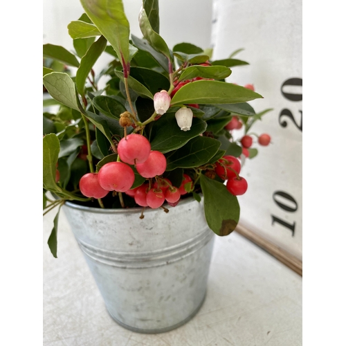 39 - EIGHT GAULTHERIA PERNYETTAS COVERED IN BERRIES IN DECORATIVE ALUMINIMUM PAILS. APPROX 25CM IN HEIGHT... 