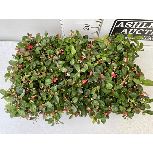 44 - FIFTEEN GAULTHERIA BIG BERRY IN 9CM POTS. APPROX 20CM IN HEIGHT ON A TRAY TO BE SOLD FOR THE FIFTEEN