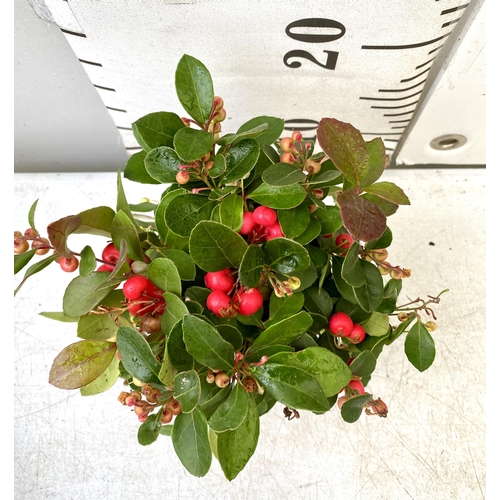 44 - FIFTEEN GAULTHERIA BIG BERRY IN 9CM POTS. APPROX 20CM IN HEIGHT ON A TRAY TO BE SOLD FOR THE FIFTEEN