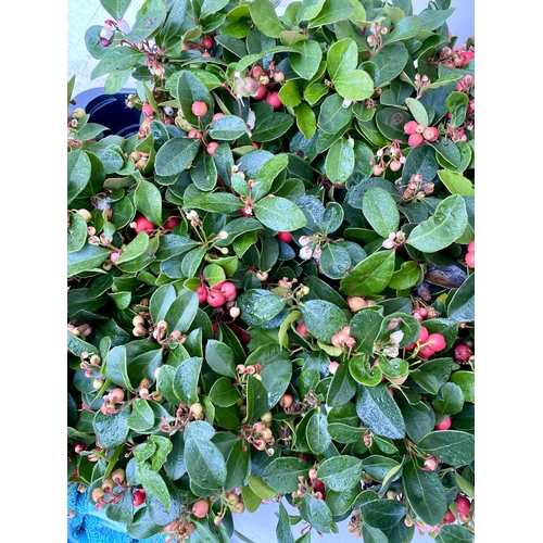 44 - FIFTEEN GAULTHERIA BIG BERRY IN 9CM POTS. APPROX 20CM IN HEIGHT ON A TRAY TO BE SOLD FOR THE FIFTEEN