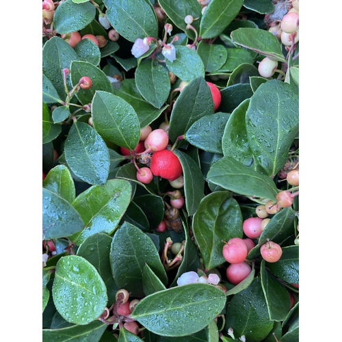 44 - FIFTEEN GAULTHERIA BIG BERRY IN 9CM POTS. APPROX 20CM IN HEIGHT ON A TRAY TO BE SOLD FOR THE FIFTEEN